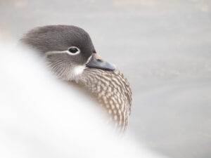 Poster Mandarin duck